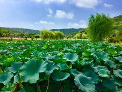 -龙寺生态园