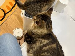 -COLOR PETS 撸猫馆·购猫·猫咖(长风大悦城店)