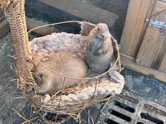 -鼓捣猫呢主题猫咖店