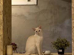 -猫色咖啡·猫咖