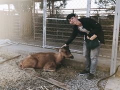 -鹿境梅花鹿生态园区