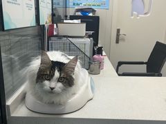 -顺强宠物诊所·狂犬免疫·夜诊·骨科(嘉定店)