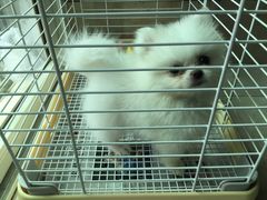 -安安宠医宠物医院·异宠·犬猫内科(岳阳分院)