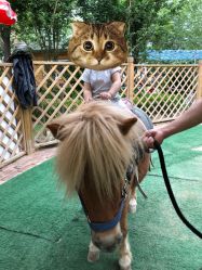 -萌宠亲子动物乐园(槐房万达店)