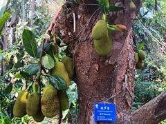 -中国科学院西双版纳热带植物园