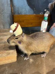 -Zoolung Zoolung动物主题公园(海信广场店)