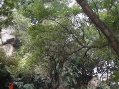山高林密-广州市石门国家森林公园