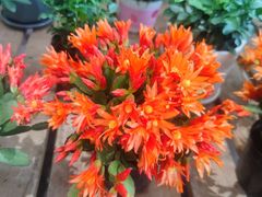 -三圣花乡旅游区