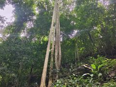 -西双版纳基诺山寨