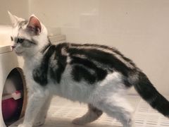 -lincat·猫舍(广州店)