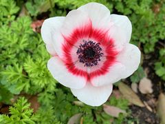 -上海鲜花港