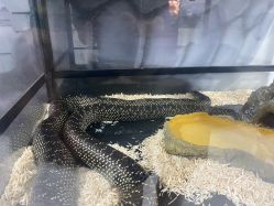 -神奇动物撸宠馆·羊驼·小浣熊·异宠(豫园店)