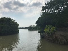 -大湾区中央湿地公园