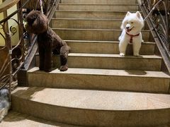 -more than meow吴止猫主题餐厅(承德 中船汇店)