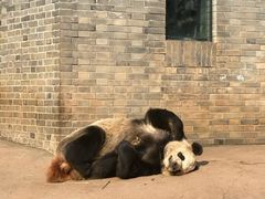 -都江堰中华大熊猫苑