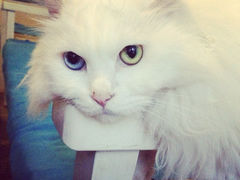 iphone_upload_pic-Anne猫窝咖啡屋