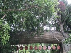 -西双版纳原始森林公园