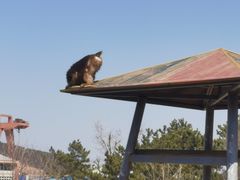 -西霞口神雕山野生动物世界