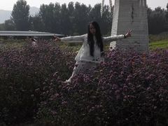 -北京东方普罗旺斯薰衣草庄园