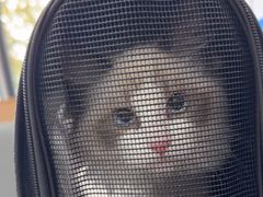 -艾贝尔宠物医院·24H转诊中心·肿瘤猫专科(江宁双龙店)