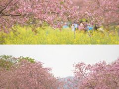 -天适樱花悠乐园