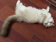 -纳吉亚猫专科动物医院博雅分院