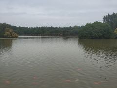 -大湾区中央湿地公园