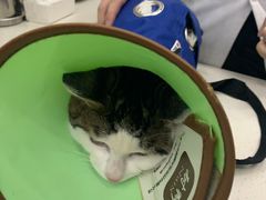 -爱佳宠物中心医院24H·CT·骨外科·猫专科(瑶海万达店)