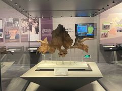 -北京周口店北京人遗址博物馆
