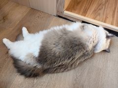 -MOCHA明星猫咖(田子坊店)