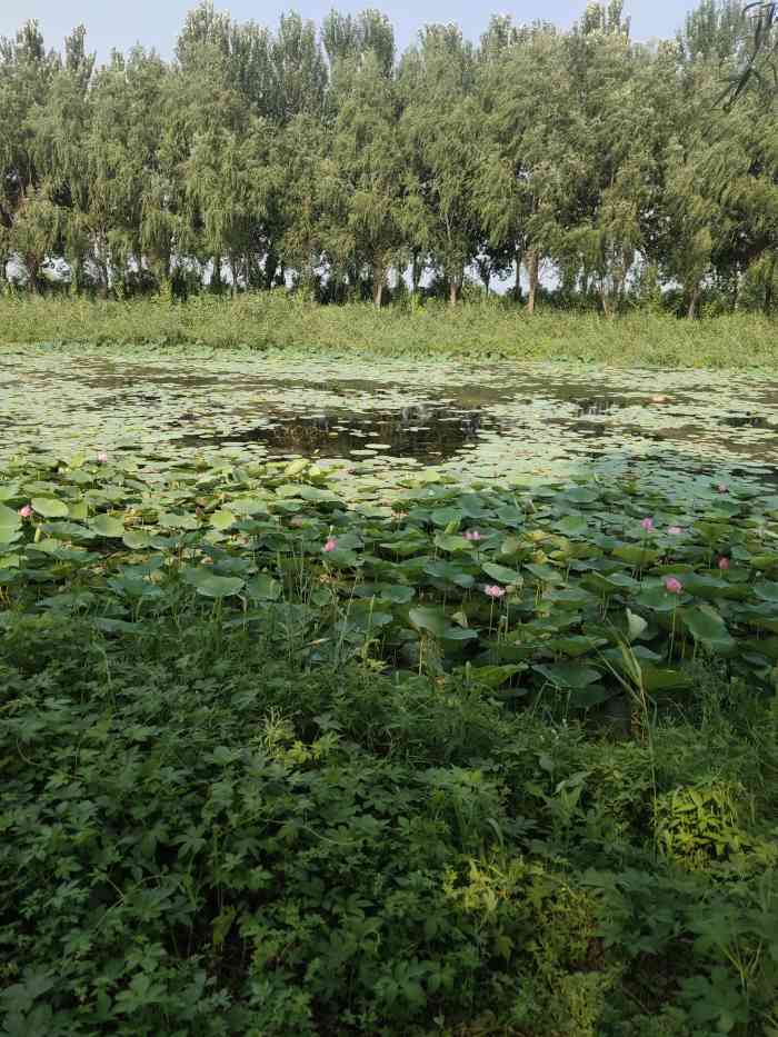 白鱼泡湿地公园-"白鱼泡是哈尔滨周边的一个湿地公园,生态建.