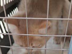 -瑞派伍一宠物医院·眼科·骨科·猫科转诊中心(马王堆院)