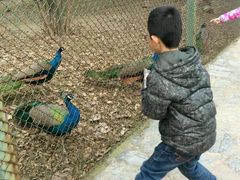 -金孔雀温泉旅游度假村