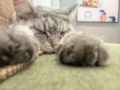 -御宝贝·A梦猫科宠物医院(国际猫友好医院)