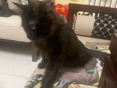 -纳吉亚猫专科动物医院博雅分院