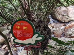 -呀诺达热带雨林