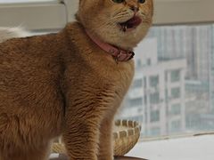 -共舞时光猫咖·狗咖(新街口店)