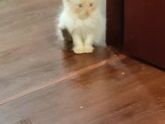 -楼上猫咖(罗湖店)