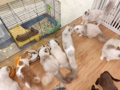 -momokira米努特·德文卷毛猫·棉花面纱犬