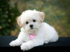 -翊宠yipet猫狗购宠庄园犬舍•猫舍