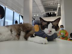 -怪兽屋·羊驼·猫咖·狗咖(俊华广场店)