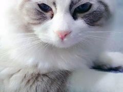 -喵的天空名猫咖啡馆·撸猫·猫舍·用品