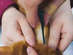 -瑞派·关忠动物医院·异宠专科·犬猫肿瘤·皮肤专科(望京店)