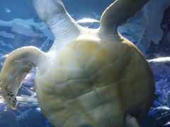 -太平洋海底世界