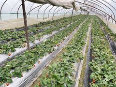 -胜丰草莓采摘园