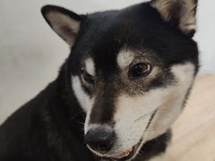 -是阿柴呀！柴犬咖啡·爱喵喵猫咖