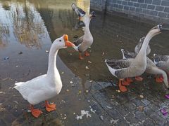 -木兰水镇旅游景区