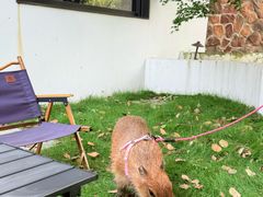 -J Create城市露营咖啡·简餐·宠物(上海动物园店)