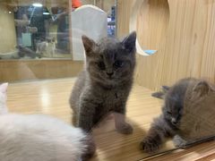 -屋虎猫馆(宝安大仟里店)