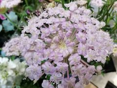 -植物学家的女儿(北马道巷店)